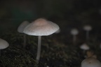 Schaunmerma